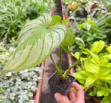 Philodendron 'Mamei'