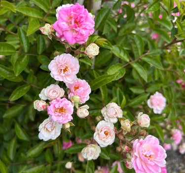 Peggy Martin Climbing Rose
