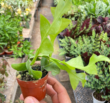 Shark Tooth Orchid Cactus