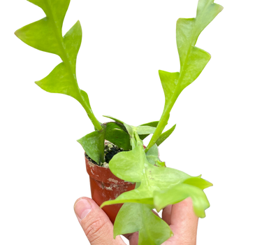 Shark Tooth Orchid Cactus