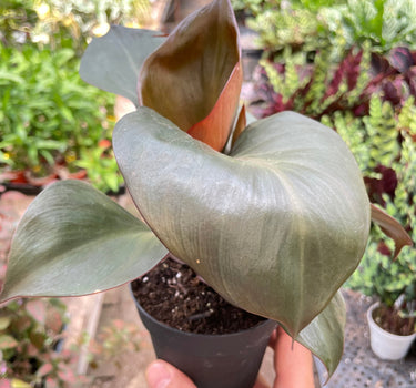 Philodendron 'Red Heart'