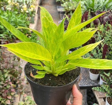 Philodendron 'Calkins Gold'