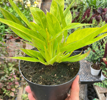 Philodendron 'Calkins Gold'