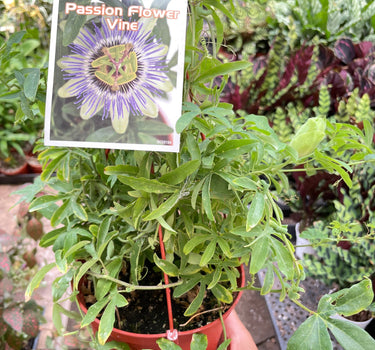 Passion Flower
