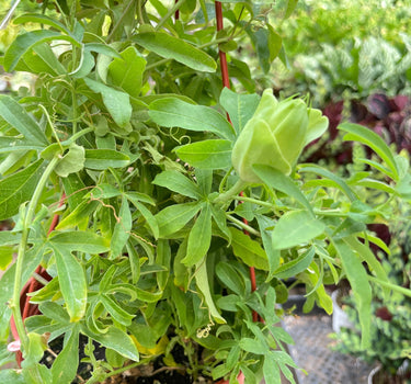 Passion Flower