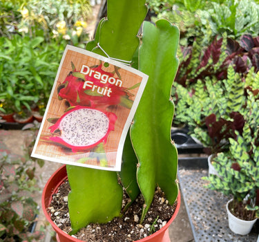 Dragon Fruit