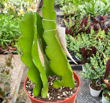 Dragon Fruit