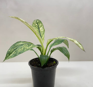 Spathiphyllum Jessica