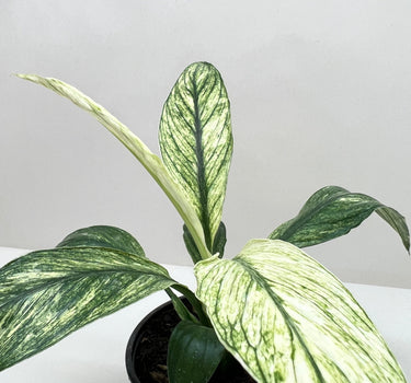 Spathiphyllum Jessica