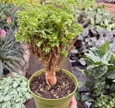 Aralia Ming Gold Mini Bonsai