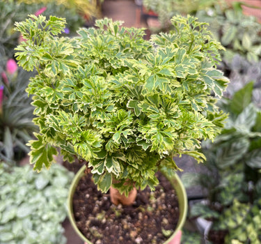 Aralia Ming Gold Mini Bonsai