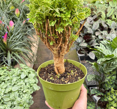 Aralia Ming Gold Mini Bonsai