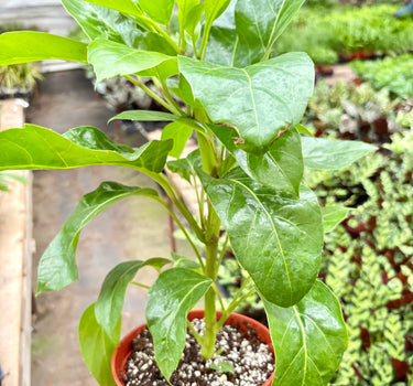 Schefflera Actinophylla