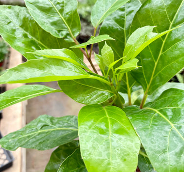 Schefflera Actinophylla
