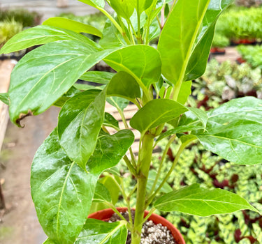 Schefflera Actinophylla