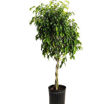 Braided Benjamina Ficus