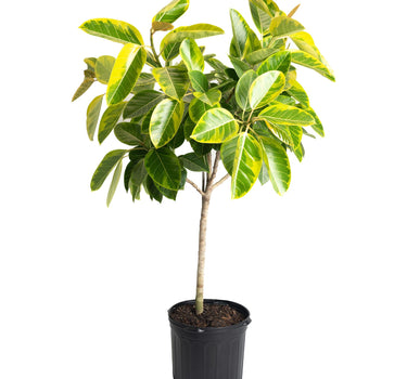 Ficus Altissima