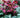 Ice N' Roses Red Helleborus blooms