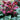 Ice N' Roses Red Helleborus blooms