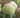Incrediball Hydrangea bloom