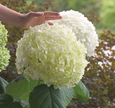 Incrediball Hydrangea bloom