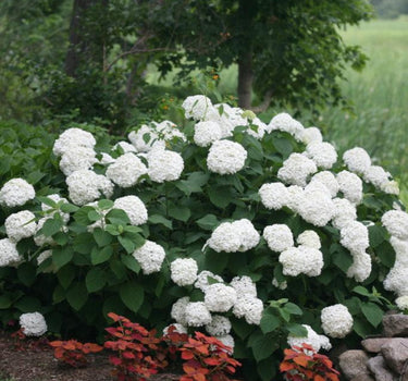 Incrediball Hydrangea shrub