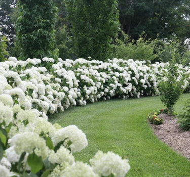 Incrediball Hydrangea hedge