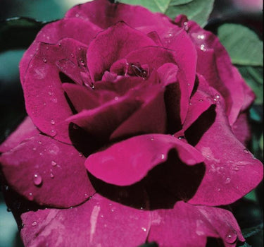 Intrigue Rose Tree