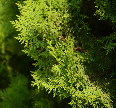 Italian Cypress