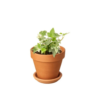 English Ivy 'Glacier'