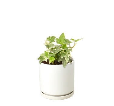 English Ivy 'Glacier'