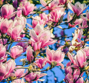 Jane Magnolia