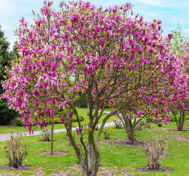 Jane Magnolia