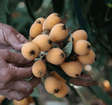 Japanese Loquat