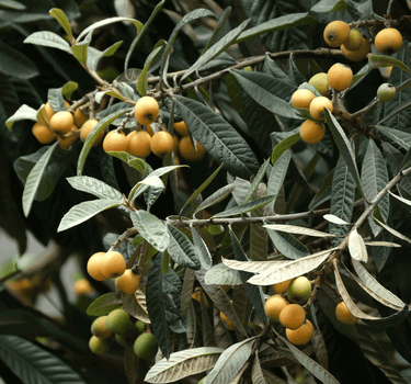 Japanese Loquat