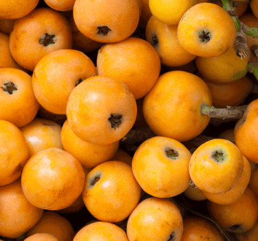 Japanese Loquat