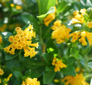 Juiced Orange Jessamine blooms