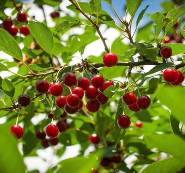 Juliet Cherry Tree