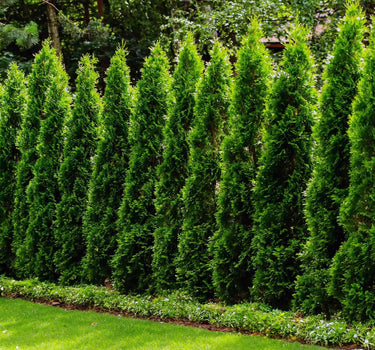 Junior Giant Thuja Tree
