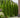Junior Giant Thuja Tree