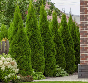 Junior Giant Thuja Tree
