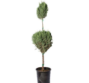 Blue Point Juniper Topiary