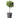 Blue Point Juniper Topiary