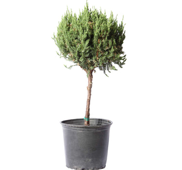 Blue Point Juniper Topiary