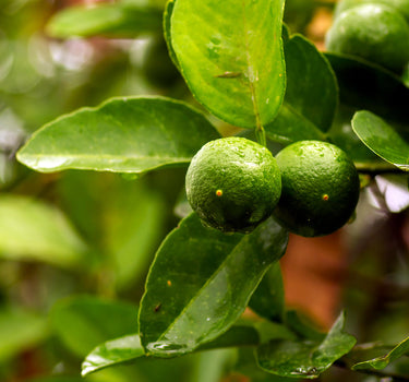 Key Lime Tree (CA)