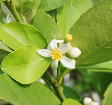 Key Lime Tree (CA)