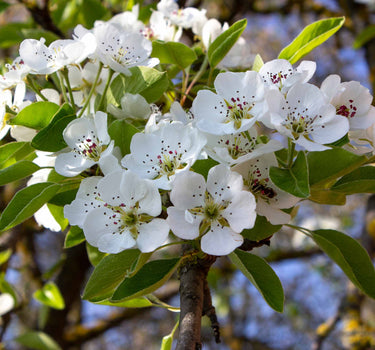 Kieffer Pear Tree