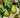 Kieffer Pear Tree