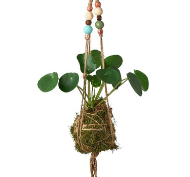 Bead Kokedama Moss Ball Hanging Plant
