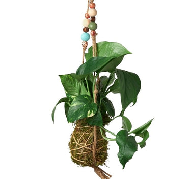 Bead Kokedama Moss Ball Hanging Plant